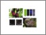 [thumbnail of Efek hipogilkemik dan uji hipersensivitas sediaan transdermal ekstrak angsana (pterocarpus indicus wild)]